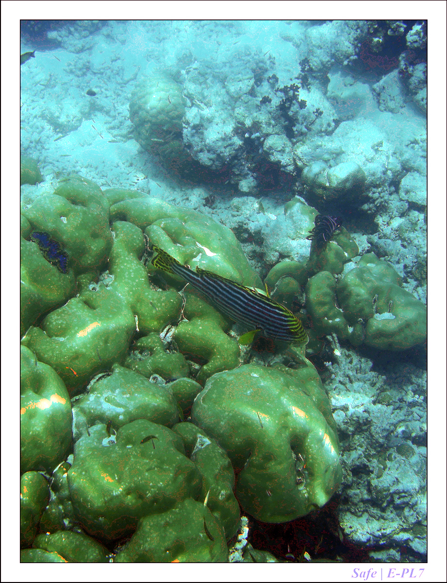 2019 - 07 - Snorkeling maldives - 34